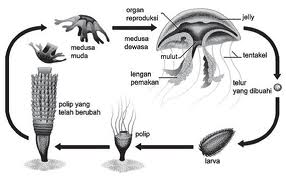 Ciri Ciri Klasifikasi Peranan Reproduksi dan Daur  