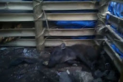 Polisi Tangkap Ustaz Dalang Hoax Babi Ngepet di Sawangan Depok