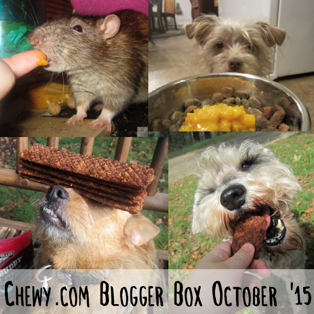 Delmar, Bailey, Jada, and Dibble enjoying some goodies from Chewy.com