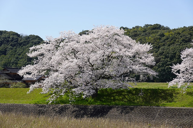 法勝寺川桜並木道　ソメイヨシノ桜