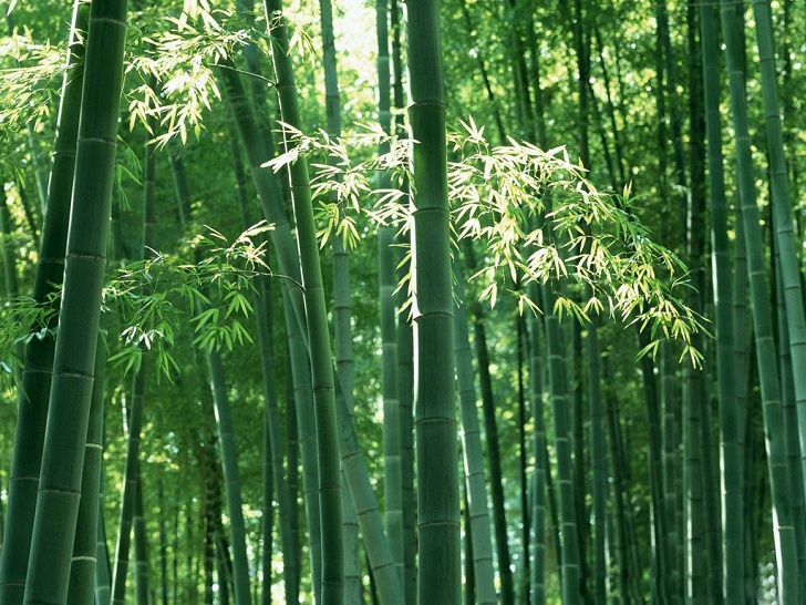 Ternyata, Pohon Bambu adalah Rumput Tertinggi di Dunia, naviri.org, Naviri Magazine, naviri