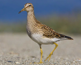 Pectoral sandpiper