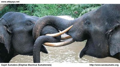 gajah sumatera elephas maximus sumatrensis tesso nilo