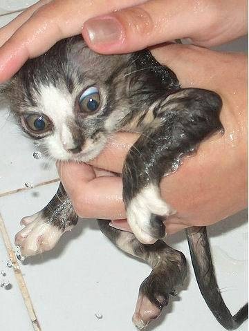 wetcat