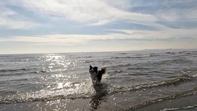 保護犬 ボーダーコリー トーマ