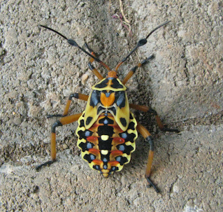 large colorful insect