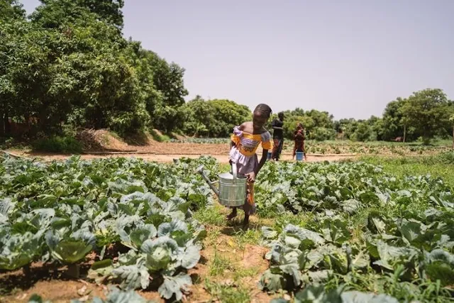 La mayor parte del trabajo infantil se encuentra en la agricultura