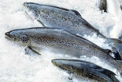 Tasmanian Salmon, Tasmania