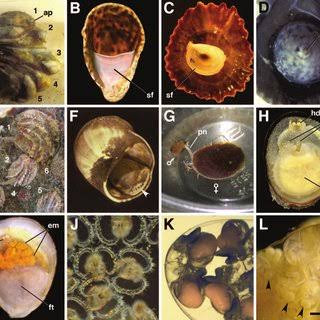 DEVELOPMENT STAGES AND GESTATION IN SNAILS