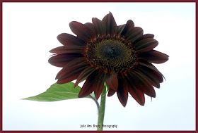 Pretty Chianti Hybrid Sunflower Blossom