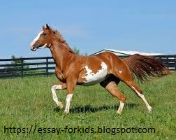 essay on horse