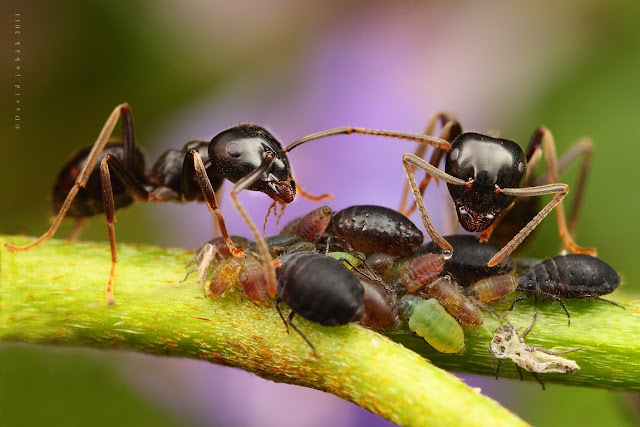 Macro Photography Princesses : insect Queen