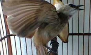 Cara lengkap merawat burung trucukan liar atau bahan hingga cepat gacor