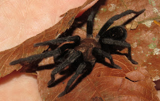 small tarantula, Theraphosidae