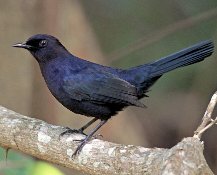 Burung black catbird,si hitam bersuara merdu