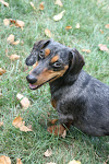 Dewey