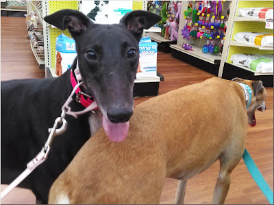 Stormy at Pet Supermarket appearance