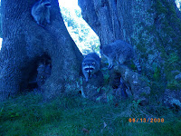 Raccoon Family in Stanley Park Vancouver