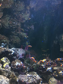 Visite de l'aquarium de Londres