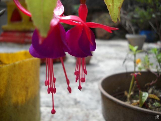 DSCN9681