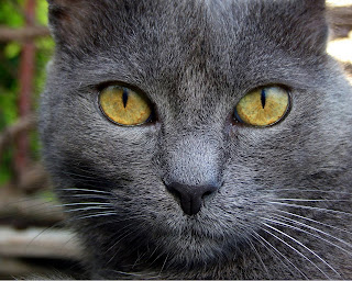 Gray Cat wallpaper