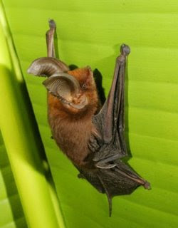 Sucker-footed Bat