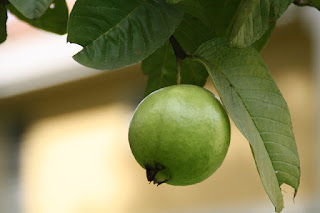 Una guayaba en el árbol