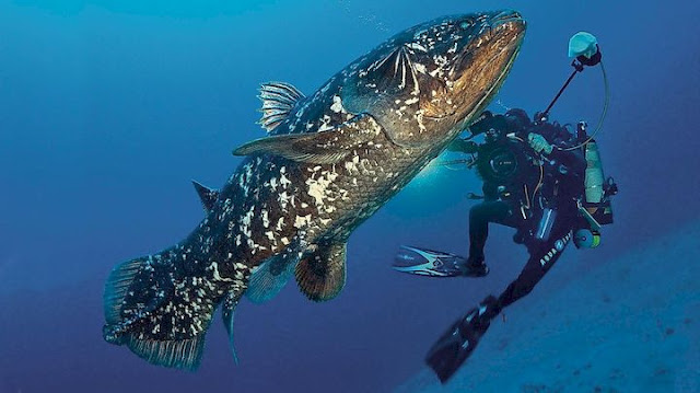 Ikan Purba yang Masih Hidup