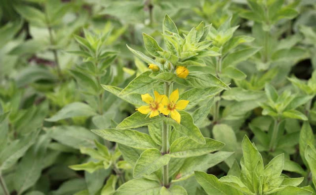 Lysimachia Punctata Flowers