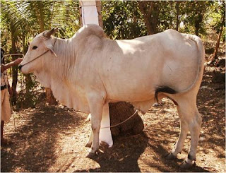 Gambar Sapi Sumba Ongole - Radenpedia.com