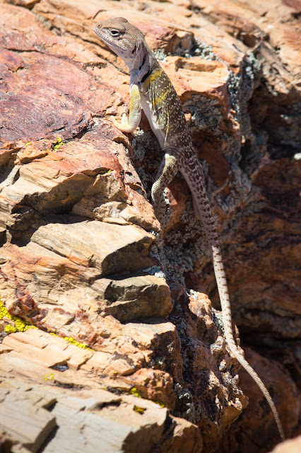 Sonoran Collared Lizard, Petrified Forest National Park