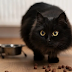 Por que um gato pede comida constantemente: 8 razões