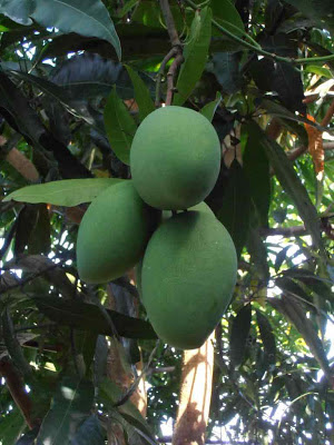 mango fruit, mango tree, mangifera indica