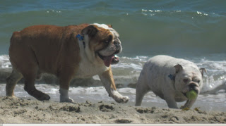 Bull Dogs on Beach 1