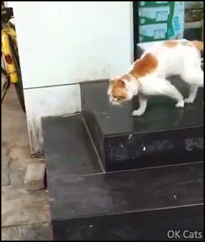 Weird Cat GIF • Cat on leash doing purrfect moonwalk Never give up Kitty, sooner or later you will be free... [ok-cats.com]