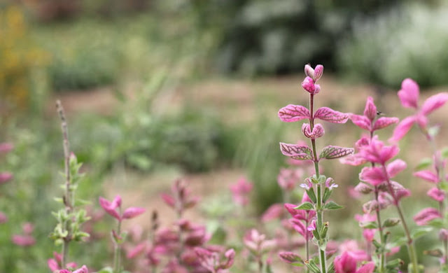 Annual Clary Sage