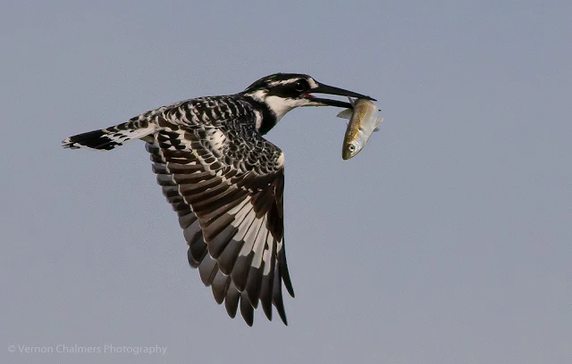 Pied Kingfisher in Flight over the Diep River Woodbridge Island Photo: Vernon Chalmers