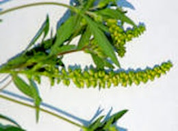 Sweet Goldenrod vs Ragweed