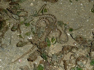 brittle star, Class Ophiuroidea