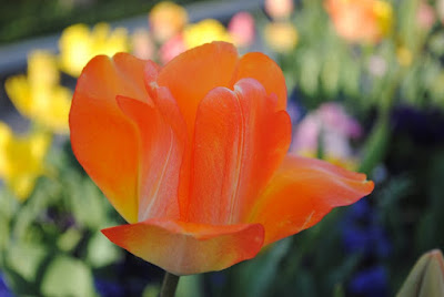 Salt Lake City Temple Square, Tulips, Families can be forever