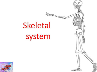 الجهاز العظمي البشري Skeletal system