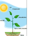  Fact of the Miracle Photosynthesis