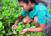 picking Naupaka plant seeds on Maui