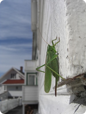 Aug 2009 052