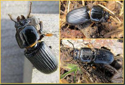 black beetle
