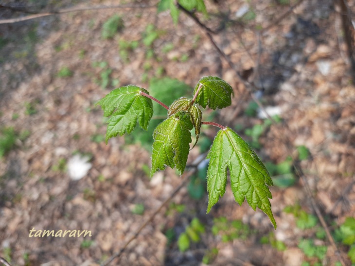 Клён бородатый / Клён бородчатонервный (Acer barbinerve)