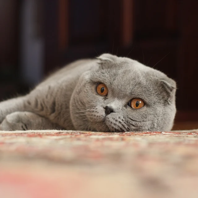Scottish Fold Made It Highest Rank Most Popular Cat In Japan
