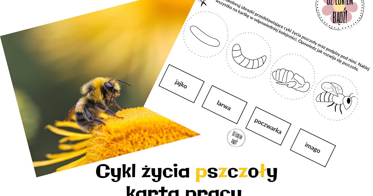 Dzieckiem Badz Cykl Zycia Pszczoly Karta Pracy Do Druku