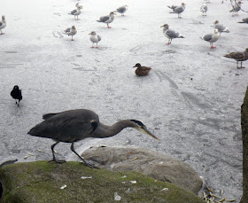  Blue Herron and seagulls were fed when the Lost Lagoon was frozen