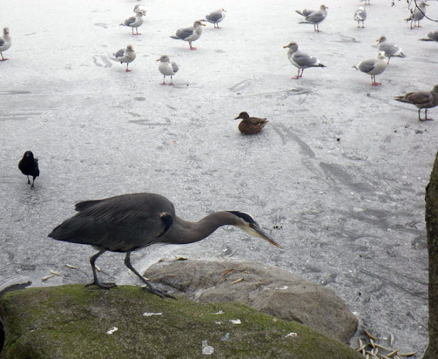  Blue Herron and seagulls were fed when the Lost Lagoon was frozen